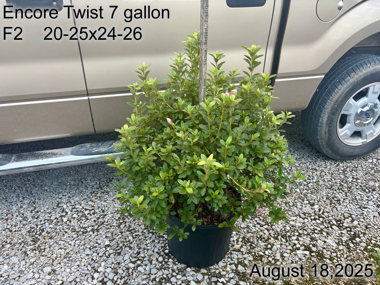 gallery/etwt7 f2 aug25.jpg